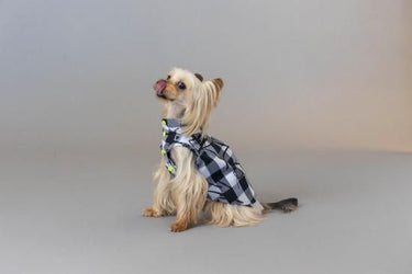 ★frankygrow DOG★frankygrow アシンメトリーカラーシャツ PLAID-BLACK 25F2DG007