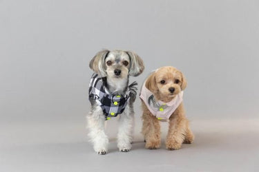 ★frankygrow DOG★frankygrow アシンメトリーカラーシャツ PLAID-BLACK 25F2DG007