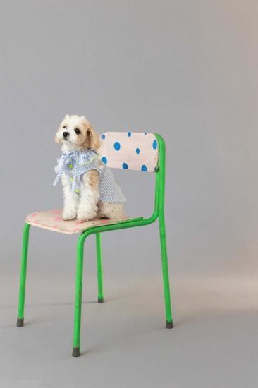 ★frankygrow DOG★frankygrow アシンメトリーカラーシャツ BLUE STRIPE-SILVER 25F2DG007