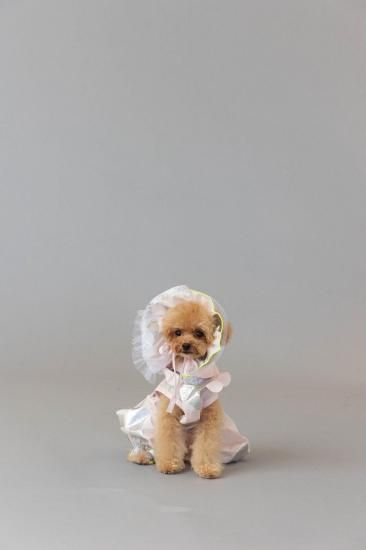 ★frankygrow DOG★frankygrow アシンメトリーカラーシャツ PINK-SILVER 25F2DG007