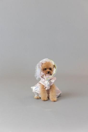 ★frankygrow DOG★frankygrow アシンメトリーカラーシャツ PINK-SILVER 25F2DG007