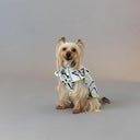 ★frankygrow DOG★frankygrow プリーツカラーシャツ WHITE-BLACK 25F2DG008