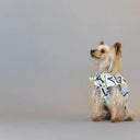 ★frankygrow DOG★frankygrow プリーツカラーシャツ WHITE-BLACK 25F2DG008
