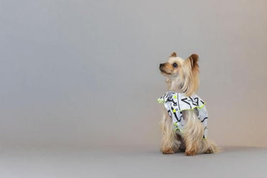 ★frankygrow DOG★frankygrow プリーツカラーシャツ WHITE-BLACK 25F2DG008