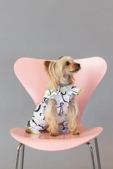 ★frankygrow DOG★frankygrow プリーツカラーシャツ WHITE-BLACK 25F2DG008