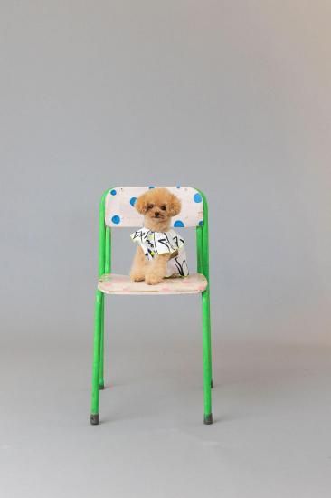 ★frankygrow DOG★frankygrow プリーツカラーシャツ WHITE-BLACK 25F2DG008