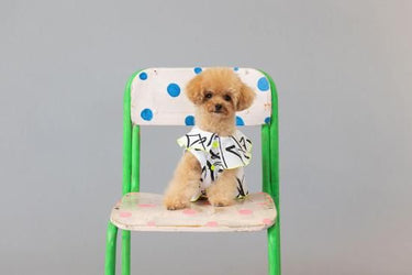 ★frankygrow DOG★frankygrow プリーツカラーシャツ WHITE-BLACK 25F2DG008