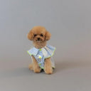 ★frankygrow DOG★frankygrow プリーツカラーシャツ BLUE STRIPE-SILVER 25F2DG008