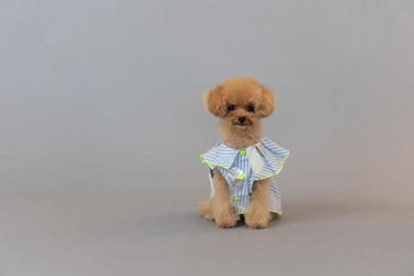 ★frankygrow DOG★frankygrow プリーツカラーシャツ BLUE STRIPE-SILVER 25F2DG008