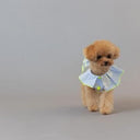 ★frankygrow DOG★frankygrow プリーツカラーシャツ BLUE STRIPE-SILVER 25F2DG008