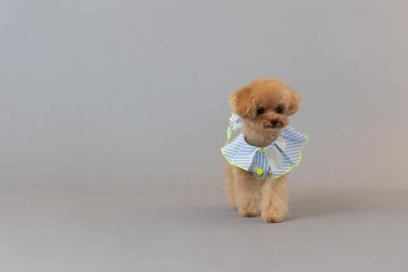 ★frankygrow DOG★frankygrow プリーツカラーシャツ BLUE STRIPE-SILVER 25F2DG008