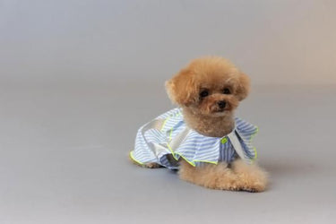 ★frankygrow DOG★frankygrow プリーツカラーシャツ BLUE STRIPE-SILVER 25F2DG008