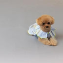 ★frankygrow DOG★frankygrow プリーツカラーシャツ BLUE STRIPE-SILVER 25F2DG008
