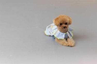 ★frankygrow DOG★frankygrow プリーツカラーシャツ BLUE STRIPE-SILVER 25F2DG008