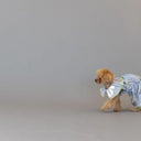 ★frankygrow DOG★frankygrow プリーツカラーシャツ BLUE STRIPE-SILVER 25F2DG008