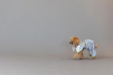 ★frankygrow DOG★frankygrow プリーツカラーシャツ BLUE STRIPE-SILVER 25F2DG008