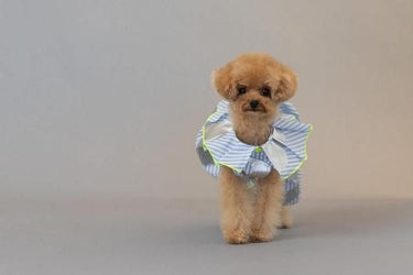 ★frankygrow DOG★frankygrow プリーツカラーシャツ BLUE STRIPE-SILVER 25F2DG008