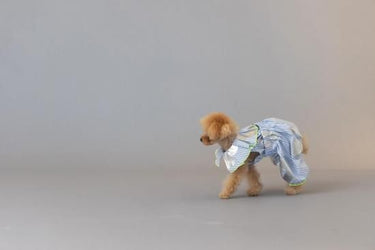 ★frankygrow DOG★frankygrow プリーツカラーシャツ BLUE STRIPE-SILVER 25F2DG008