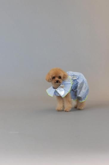 ★frankygrow DOG★frankygrow プリーツカラーシャツ BLUE STRIPE-SILVER 25F2DG008
