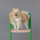 ★frankygrow DOG★frankygrow プリーツカラーシャツ PINK-SILVER 25F2DG008
