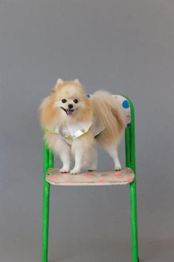 ★frankygrow DOG★frankygrow プリーツカラーシャツ PINK-SILVER 25F2DG008