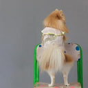 ★frankygrow DOG★frankygrow プリーツカラーシャツ PINK-SILVER 25F2DG008