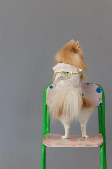 ★frankygrow DOG★frankygrow プリーツカラーシャツ PINK-SILVER 25F2DG008