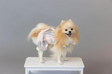 ★frankygrow DOG★frankygrow プリーツカラーシャツ PINK-SILVER 25F2DG008