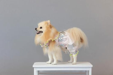 ★frankygrow DOG★frankygrow プリーツカラーシャツ PINK-SILVER 25F2DG008
