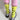 ★入荷済み★2026AW★frankygrow フランキーグロウ CONVEY THE WORDS SOCKS YELLOW 26FWSK-034